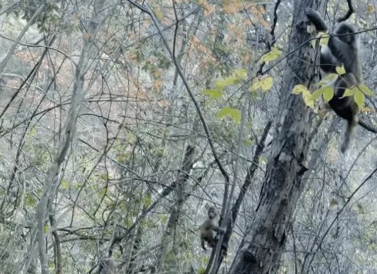 重庆一女童玩耍时被野猴拖走，野猴子的攻击力有多强？