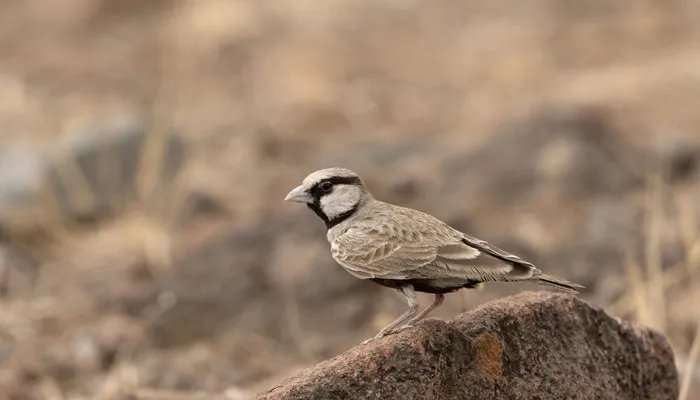 百灵鸟的特点 百灵鸟的特点是什么