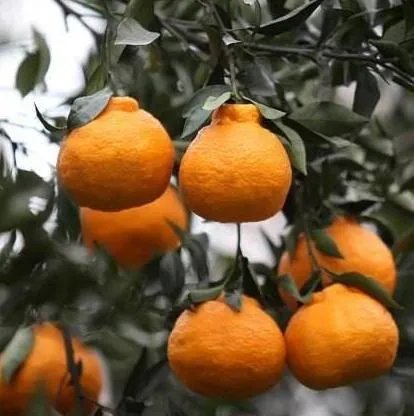 女副校长在课堂上与学生对骂后被开除，你怎么看待这件事？