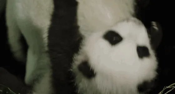 萌翻了!大熊猫与妹子合影居然会自己找角度