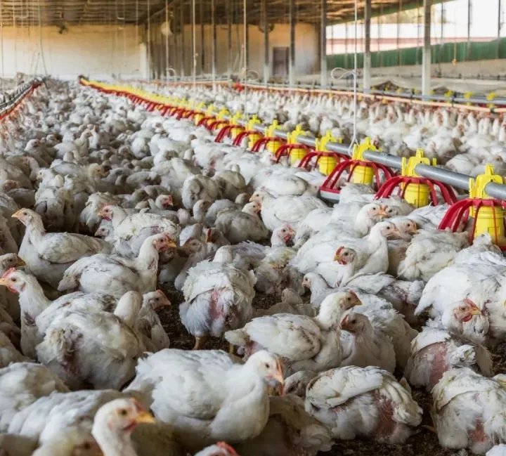 澳大利亚爆发H7N7禽流感，这是由什么引起的？