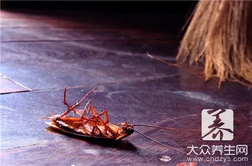  怎么去除蟑螂最有效