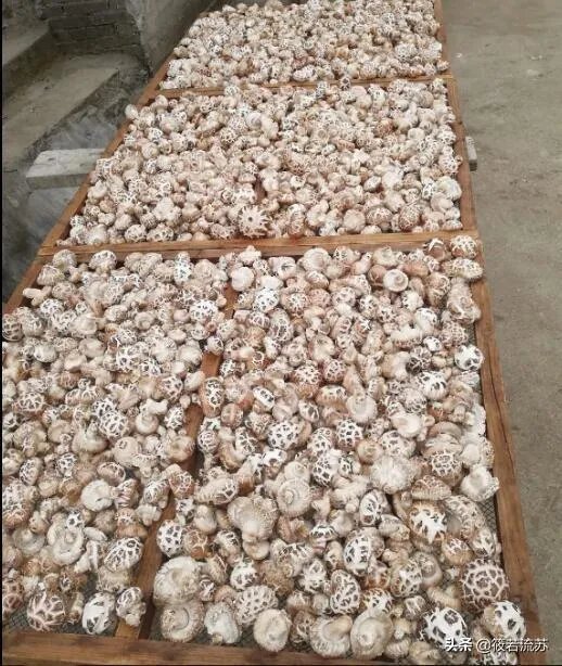 疫情期间妈妈在家做的事