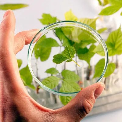 艾绒制作方法及艾绒的作用？