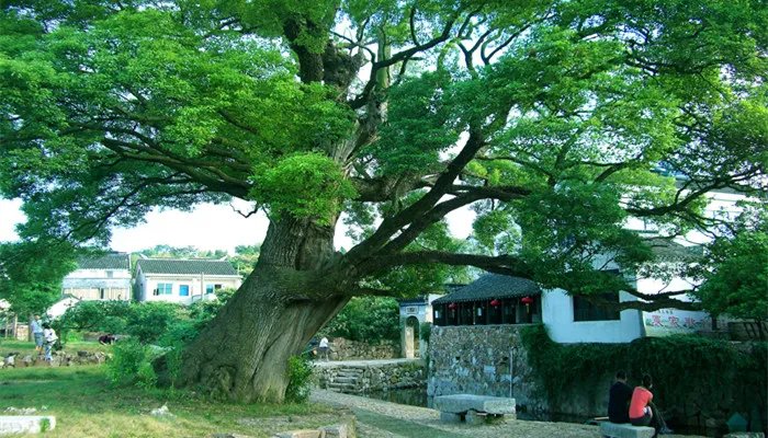 降龙木是什么木 降龙木是什么木头