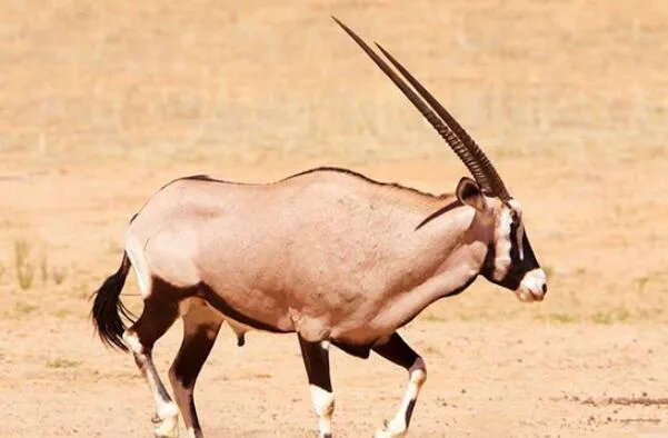 世界十大最高的哺乳动物排名 河马仅第十,长颈鹿