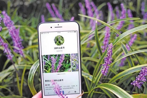 什么是今天拍照识图了吗 拍照看看这是什么花