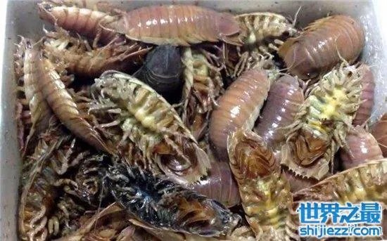 巨型木虱能长到手掌大小，是一种很难见的物种 