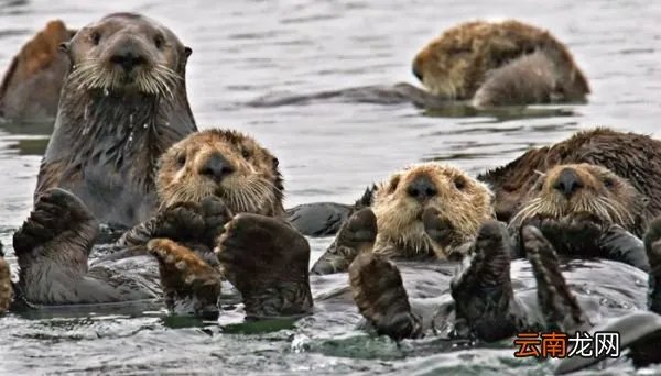 哪种动物喜欢把海藻缠绕在身上 什么动物喜欢把海藻缠在身上