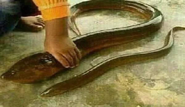 世界最大的黄鳝，长1.5米重36斤（2013年在湖州被捉）