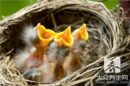 金丝燕燕窝的做法与功效