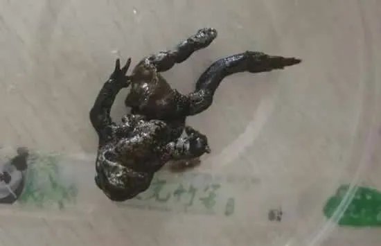 女子点外卖里面竟有只癞蛤蟆 商家的回应让人愤怒
