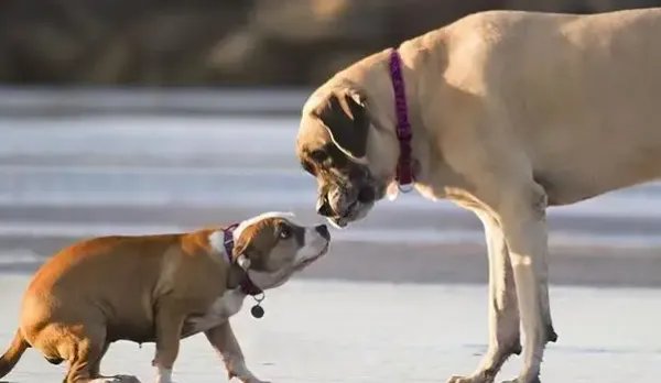 小狗挑衅大狗，男子踹大狗致老人摔倒，男子的行为有何不妥呢？