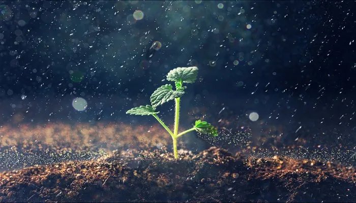 下雨前动物的表现 下雨前动物们的征兆