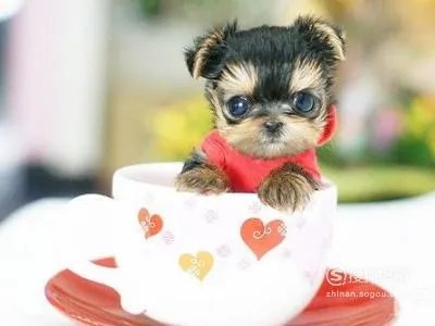 茶杯狗好养吗,饲养茶杯犬的经验