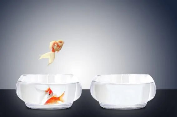 金鱼是由什么鱼演变而来   金鱼实际上是什么鱼