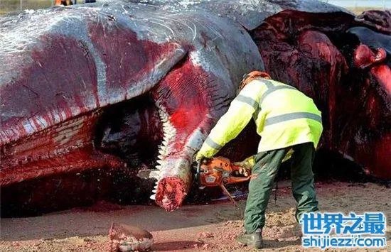 巨头鲸爆炸毫无预兆，居然在死后尸体自然爆炸 