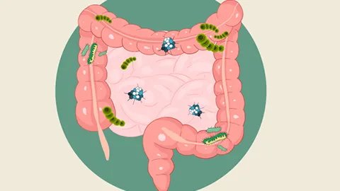 肠清茶有哪些作用和功效