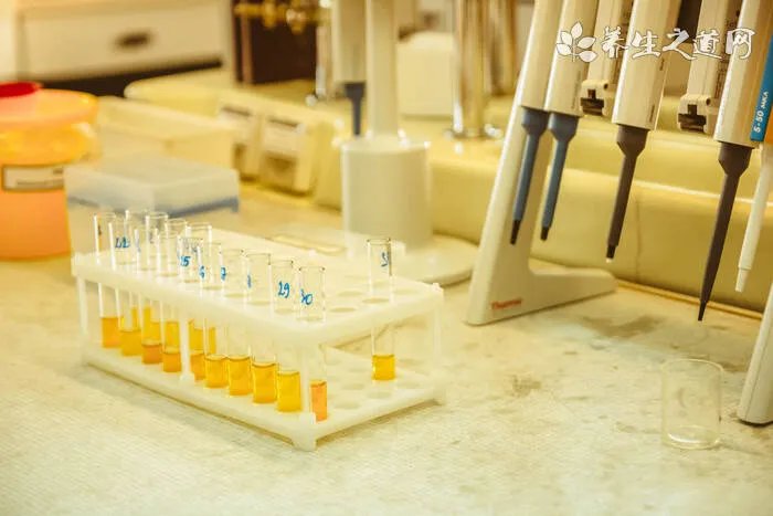 松狮吃什么食物比较好