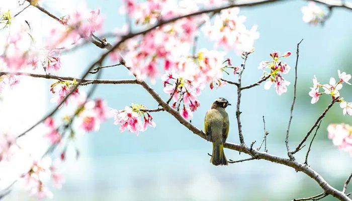 候鸟都有哪些 候鸟有哪些鸟类