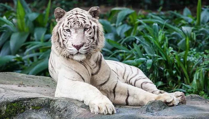 2010年属虎人一生的命运 2010年属虎人一生运气怎么样