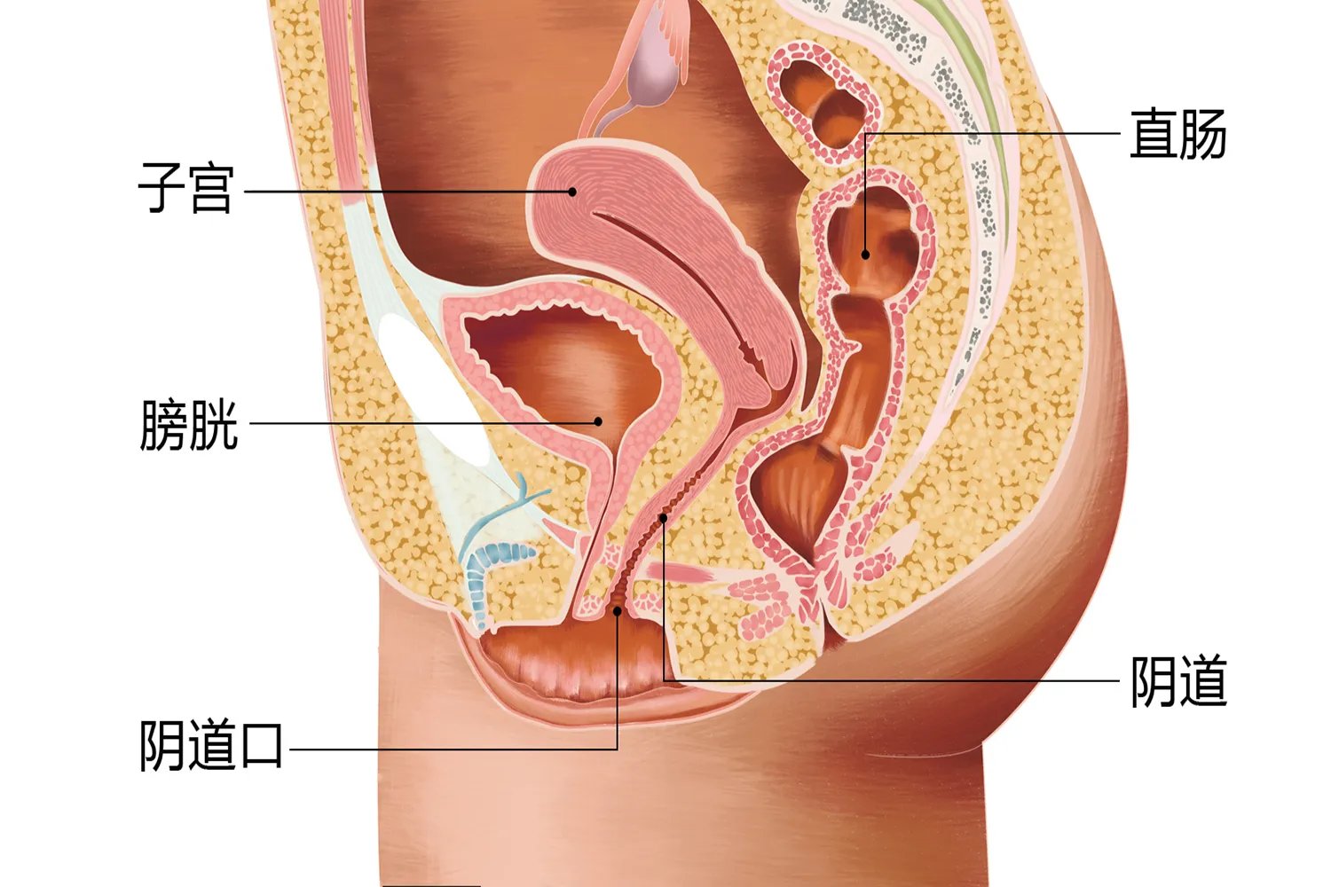 石女是什么症状图