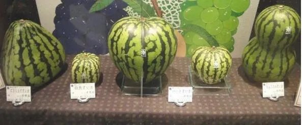 湖北现奇葩西瓜，这是什么品种？为什么会这样呢？