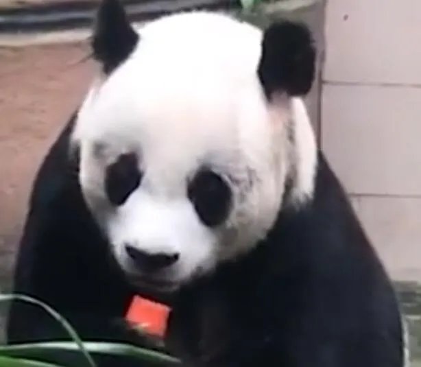 大熊猫雷雷癫痫发作去世是怎么回事 大熊猫雷雷癫痫发作去世具体情况