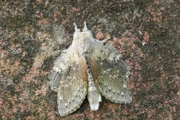 世界上十大最恐怖的动物 巨型等足虫易引起不适浑身发毛