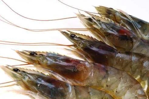 虾头变黑蚂蚁庄园 虾头变黑是因为重金属超标吗8.21答案