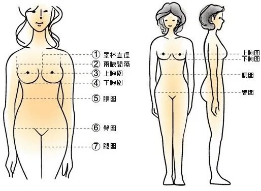 女性胸围尺寸:女性标准三围尺寸对照表(最全胸围对照)
