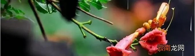 2021出梅是什么时候？