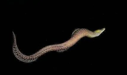 波纹裸胸鳝分布在哪些地区?它有怎样的生活习性与特征?