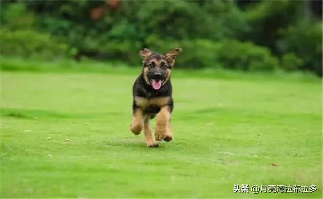 2019年德国牧羊犬幼犬价格多少钱？为什么？如何养？