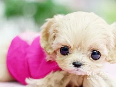 茶杯狗好养吗,饲养茶杯犬的经验