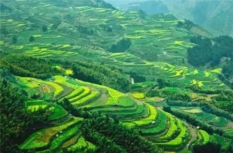 绍兴的梯田油菜花开了吗？好看吗？