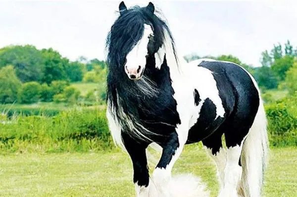 世界十大最高的哺乳动物排名 河马仅第十,长颈鹿