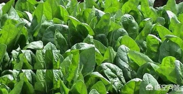 全国蔬菜价格上涨，你怎么看？