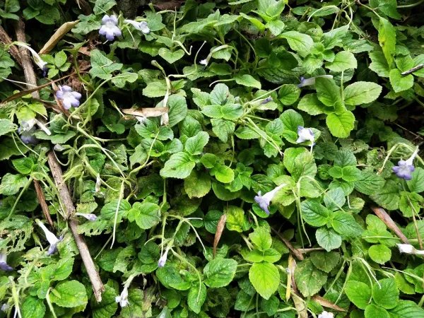 你如何看待云南蒙自天坑发现百年未见极危物种这件事？