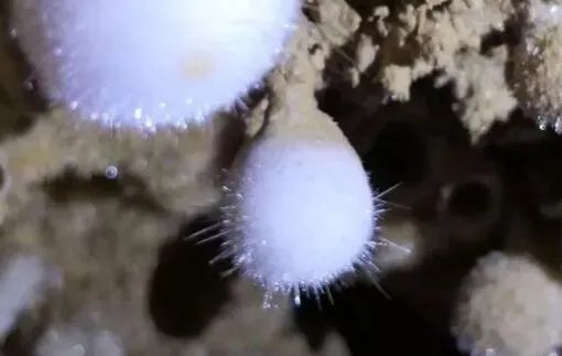 陕西天坑发现天然石元宵是什么情况 网友：一个个又黄又白