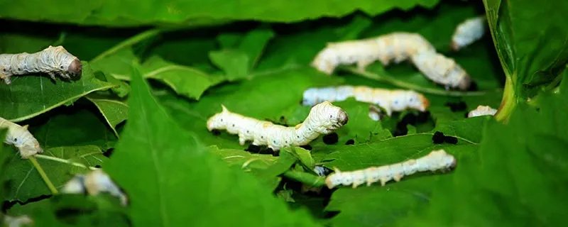 什么是彩色蚕茧 彩色蚕茧是什么