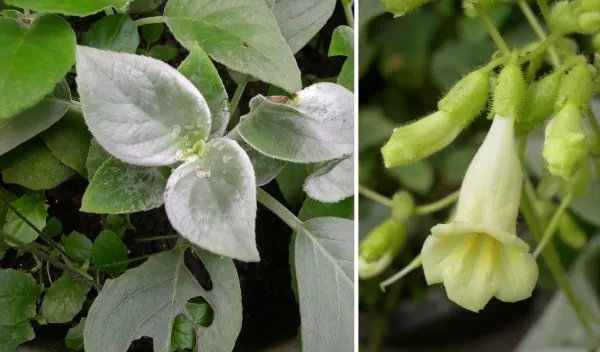 你如何看待云南蒙自天坑发现百年未见极危物种这件事？