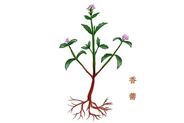 香薷泡水喝可以治疗口臭吗