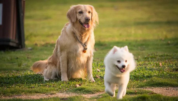 FISH4DOGS是哪个国家的品牌 FISH4DOGS是什么国家的品牌