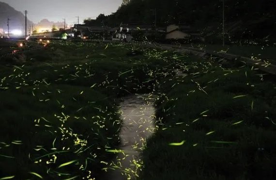 厦门萤火虫公园门票，怎么走，好玩吗