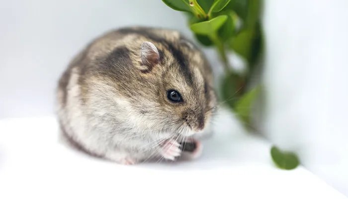 FISH4DOGS是哪个国家的品牌 FISH4DOGS是什么国家的品牌