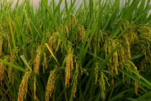 重庆2米高巨型水稻丰收了，这件事有什么意义？