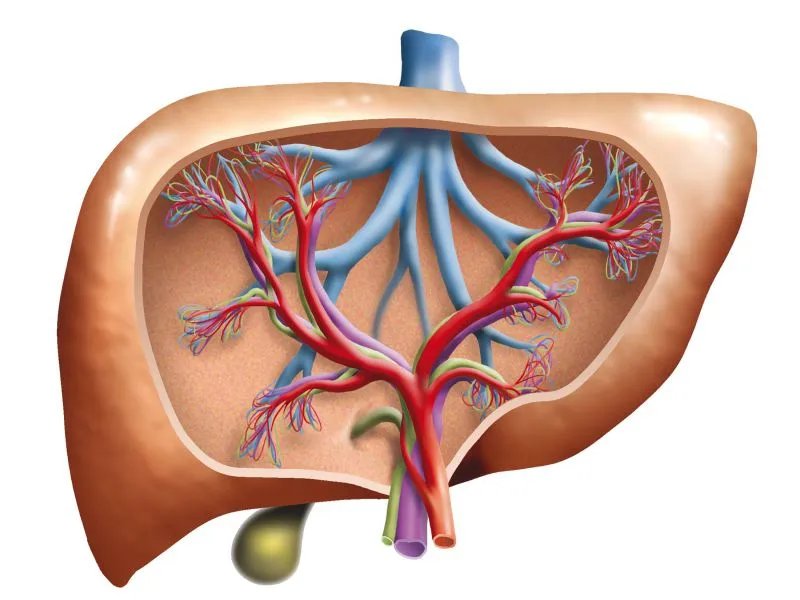 黄疸指数为什么偏高