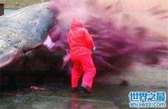 巨头鲸爆炸毫无预兆，居然在死后尸体自然爆炸 