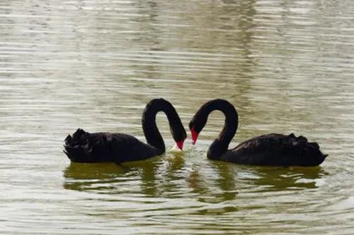武大网红狐狸下山觅食,其他高校都有哪些网红动物?